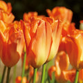 Sipulisekoitus kerrosistutukseen 'Teal and orange'