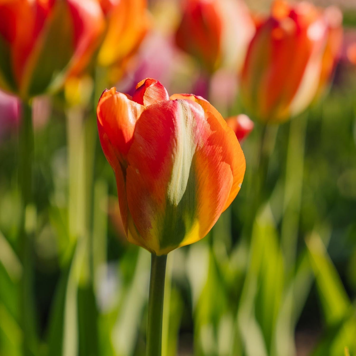 Sipulisekoitus kerrosistutukseen 'Teal and orange'