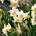 Sipulisekoitus kerrosistutukseen 'Thistle Brooch'