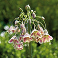 Sipulisekoitus kerrosistutukseen 'Thistle Brooch'