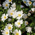 Sipulisekoitus kerrosistutukseen 'Violet Orbit'