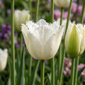 Sipulisekoitus kerrosistutukseen 'Wedding Veil'