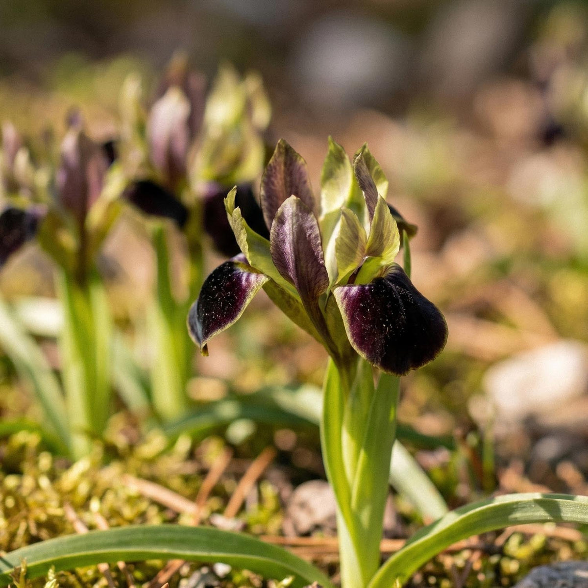 Sipulisekoitus kerrosistutukseen 'Wild Ember'