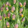 Sipulisekoitus kerrosistutukseen 'Wild Ember'