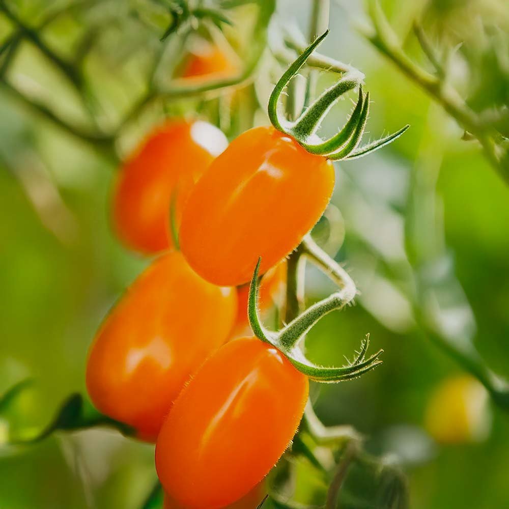 Snack tomaatin siemenet 'Ormato' - 10 luomusiementä
