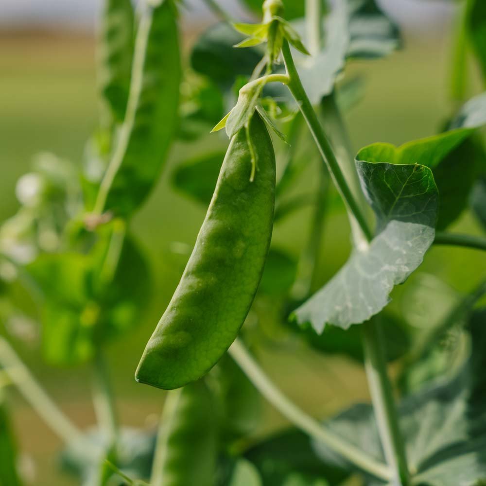 Sokeriherne 'Sweet Horizon' - 20 luomusiementä