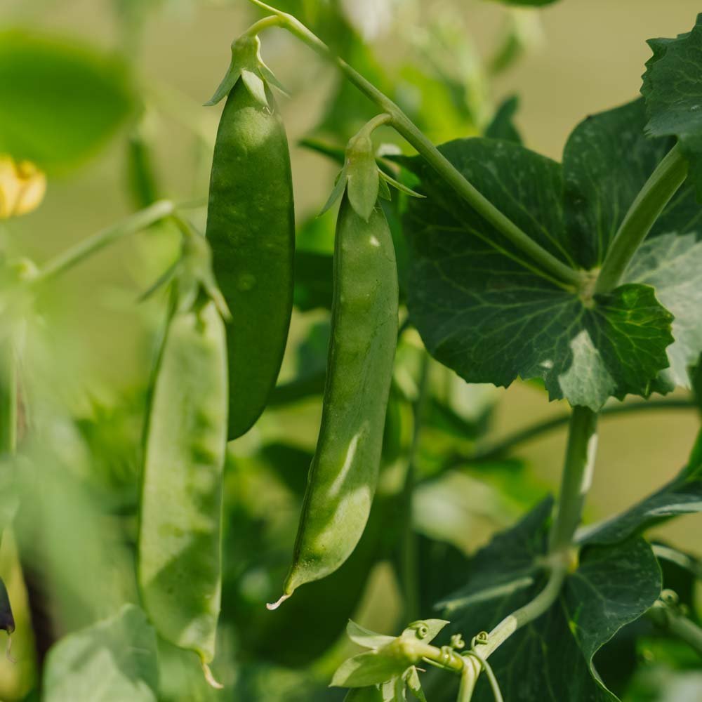 Sokeriherne 'Sweet Horizon' - 20 luomusiementä