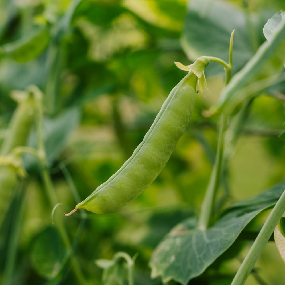 Sokeriherneen siemenet 'Heraut' - 20 luomusiementä