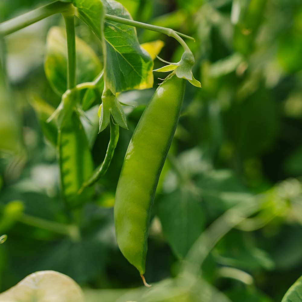 Sokeriherneen siemenet 'Heraut' - 20 luomusiementä