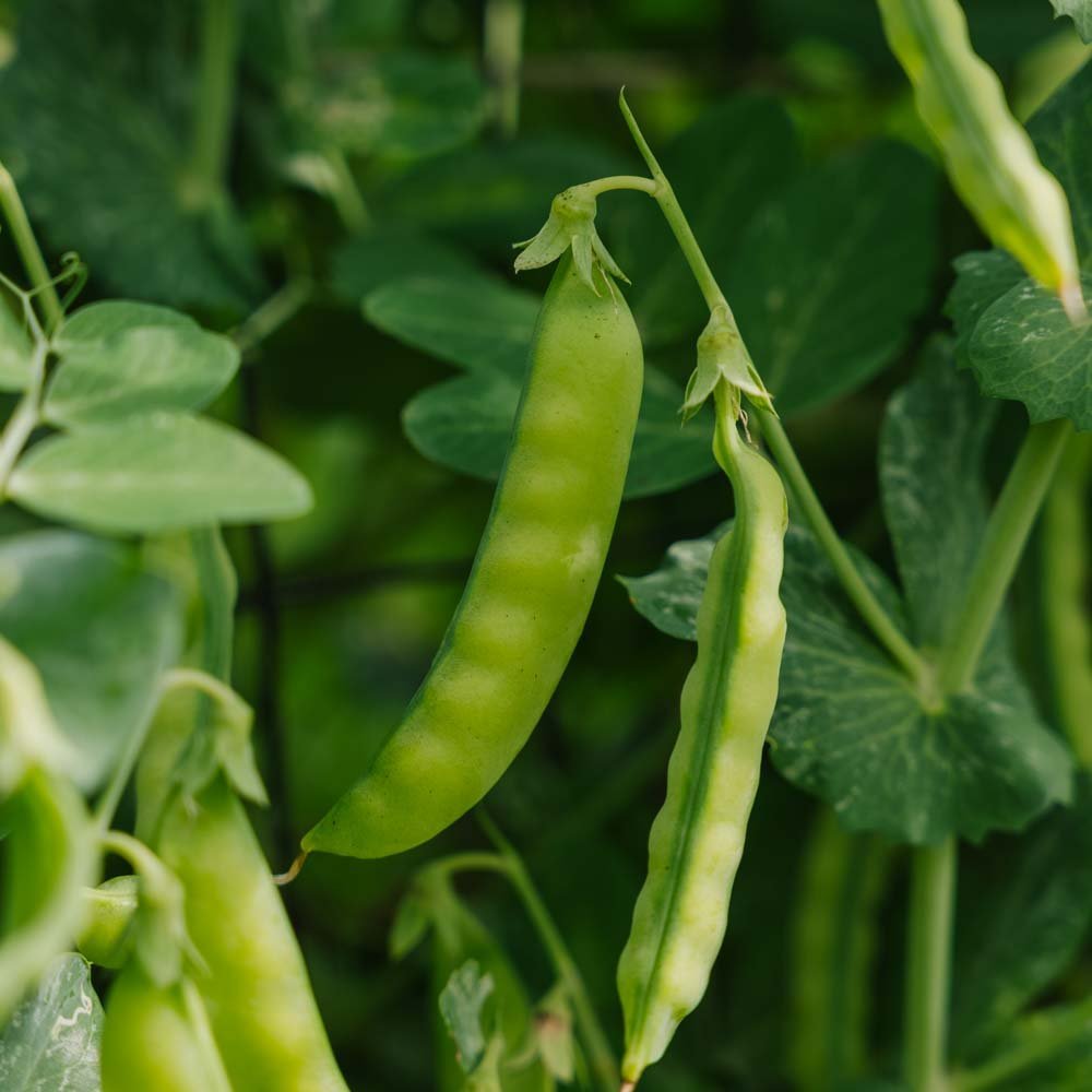 Sokeriherneen siemenet 'Norli' - 20 luomusiementä