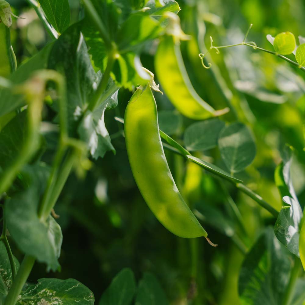 Sokeriherneen siemenet 'Norli' - 20 luomusiementä