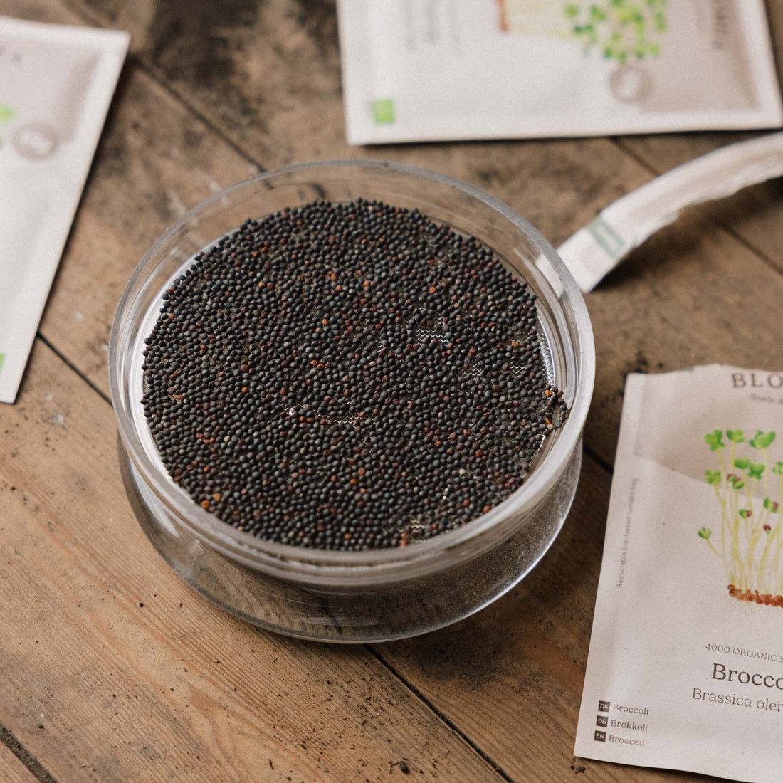 Spireskål til mikrogrønt