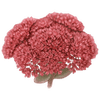 Maksaruoho paljasjuuritaimet / Sedum