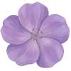 Kurjenpolvi paljasjuuritaimet / Geranium