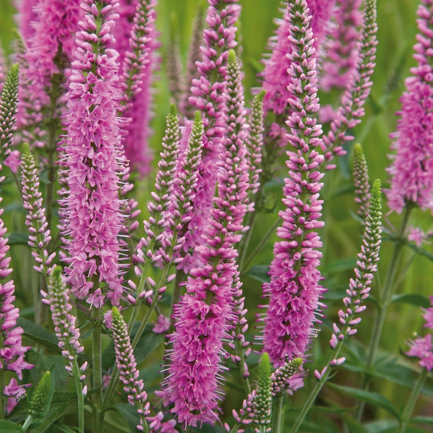 Tädyke, Veronica 'Heidekind'