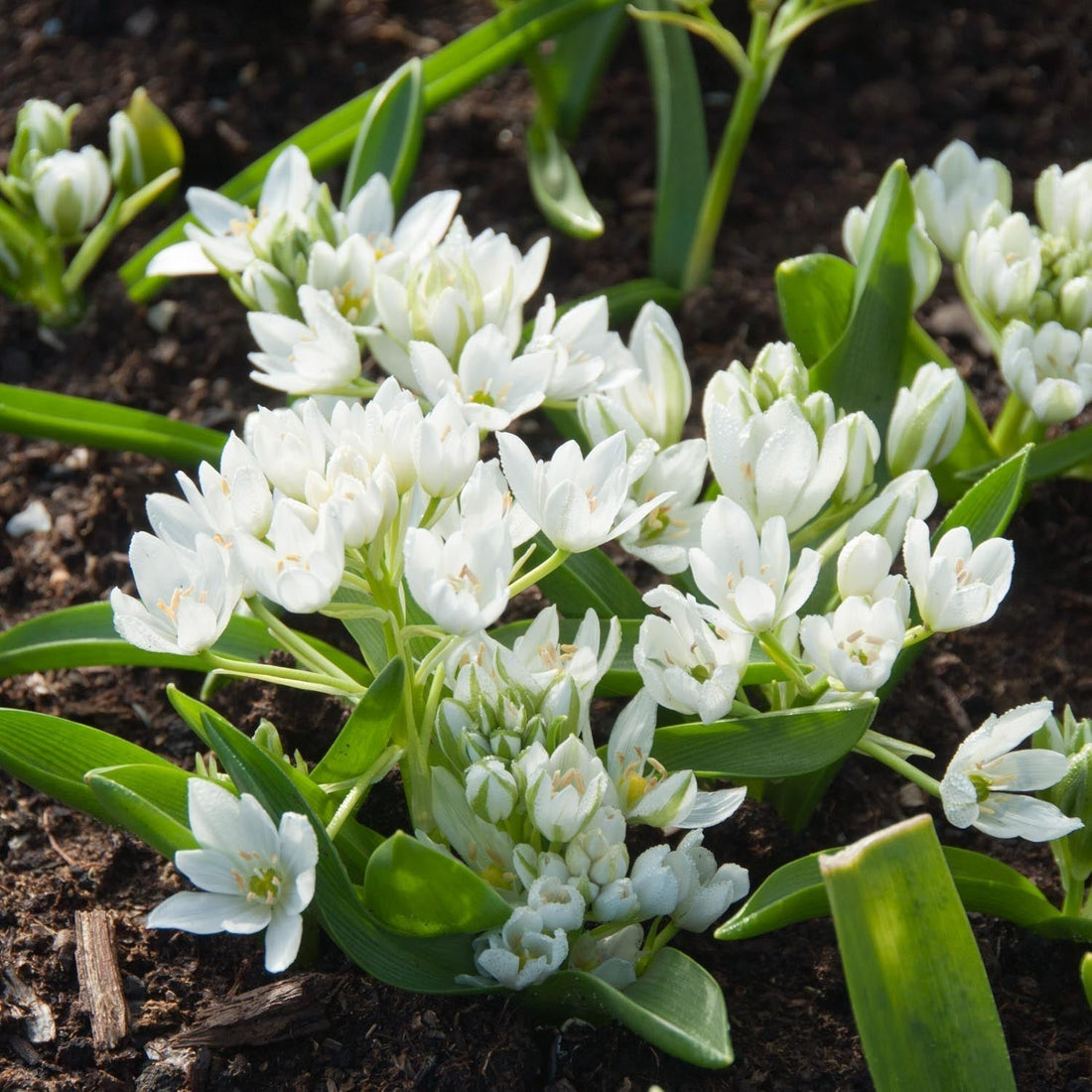 Tähdikki, Ornithogalum 'Oligophyllum'