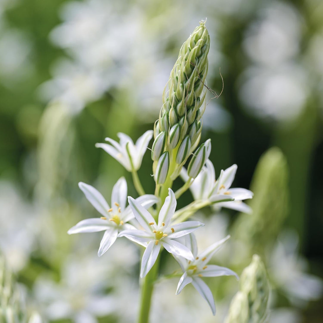 Tähdikki, Ornithogalum 'Sochi'