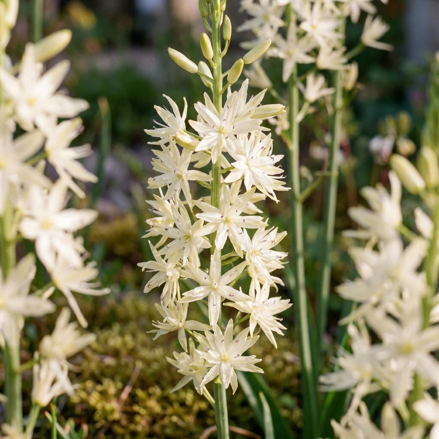Tähtihyasintti, Camassia 'Alba'