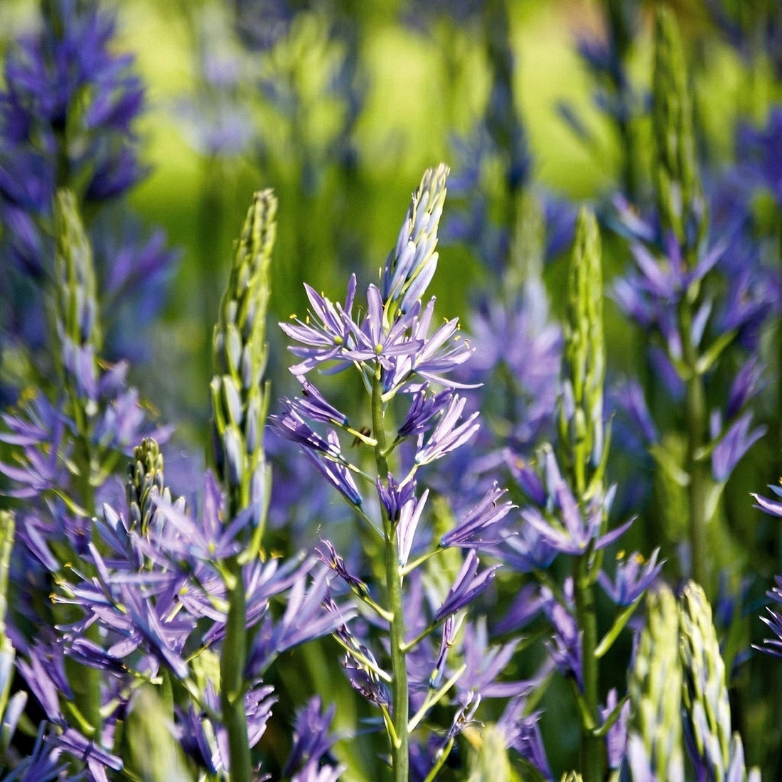 Tähtihyasintti, Camassia 'Caerulea'