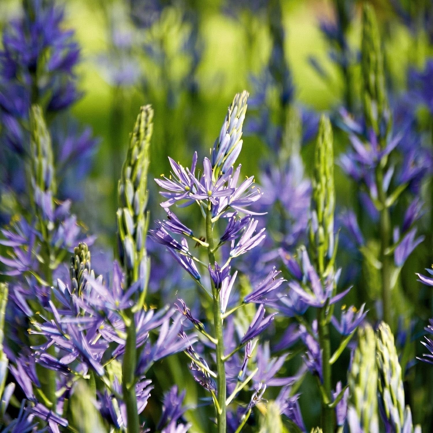 Tähtihyasintti, Camassia 'Caerulea'