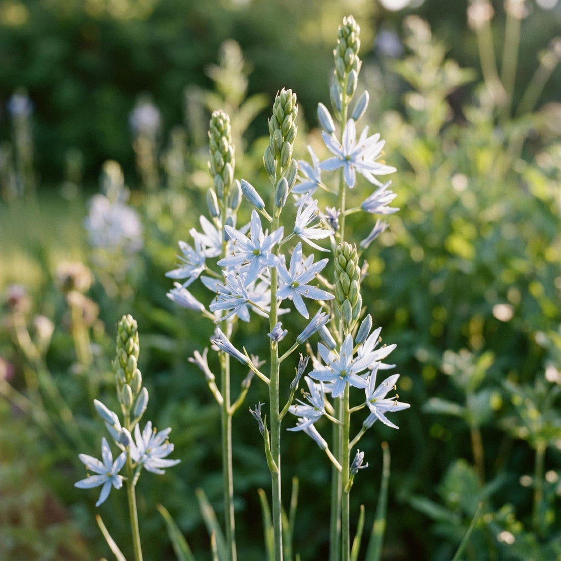 Tähtihyasintti, Camassia 'Cusickii'