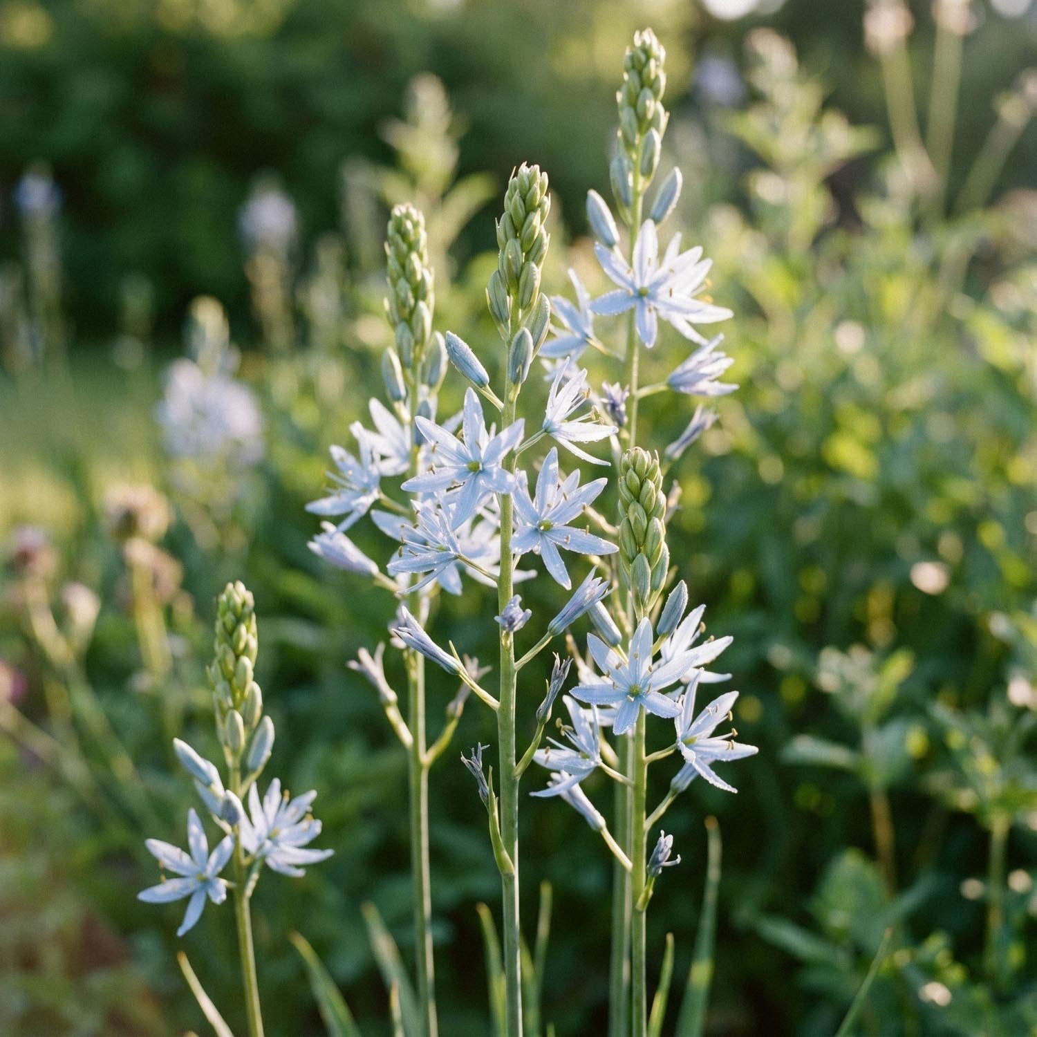 Tähtihyasintti, Camassia 'Cusickii'