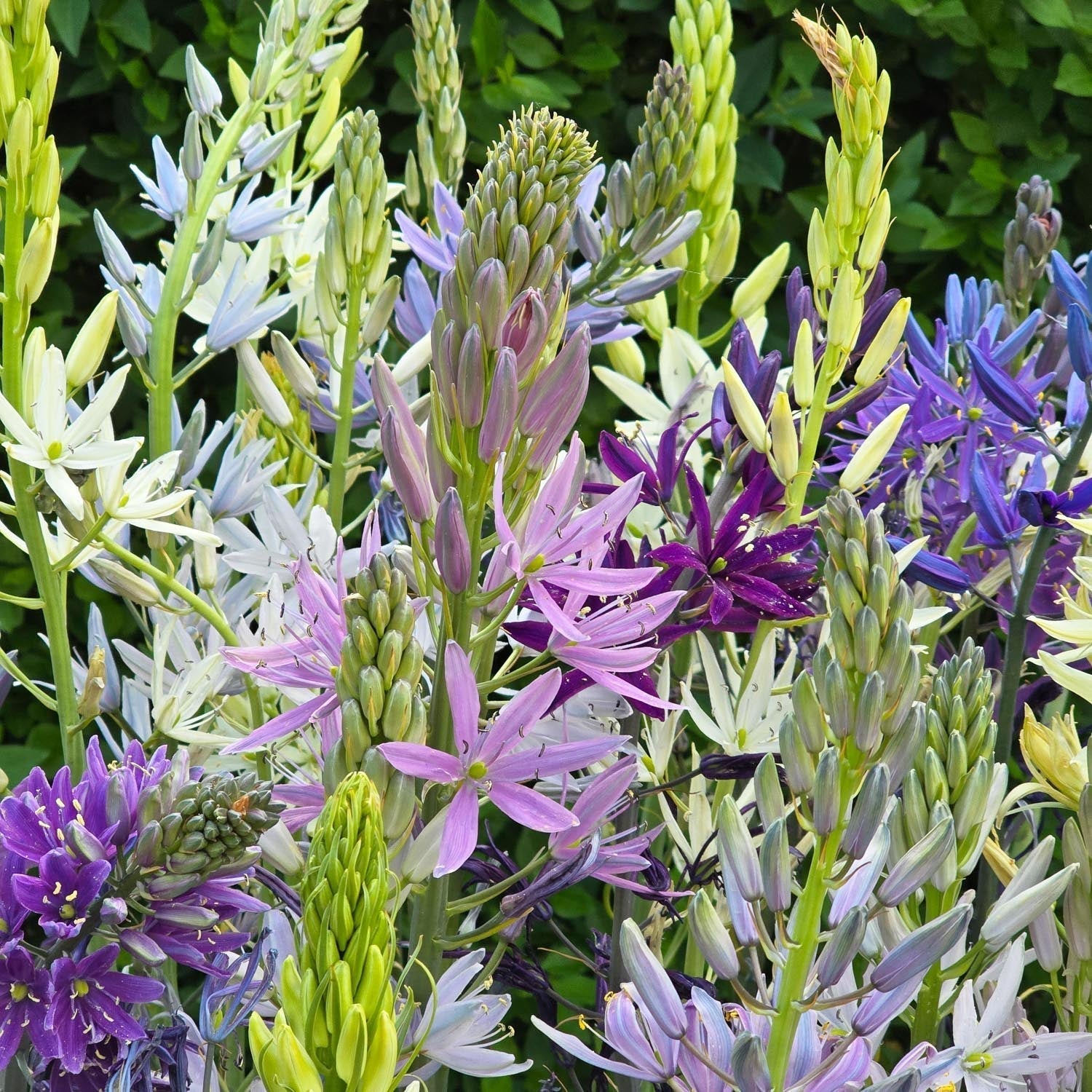 Tähtihyasinttisekoitus, Camassia 'Breeder Mixed'