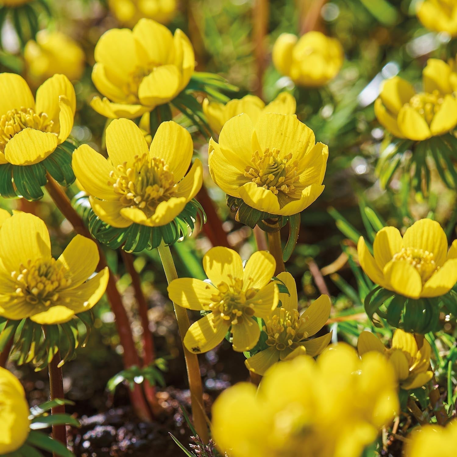 Talventähti, Eranthis 'Cilicica'