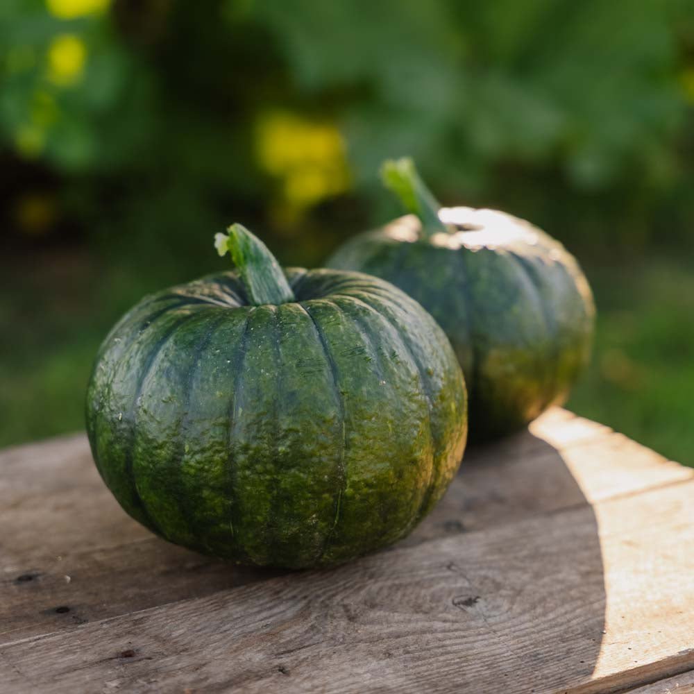 Talvikurpitsan siemenet 'Zappalito' - 4 luomusiementä