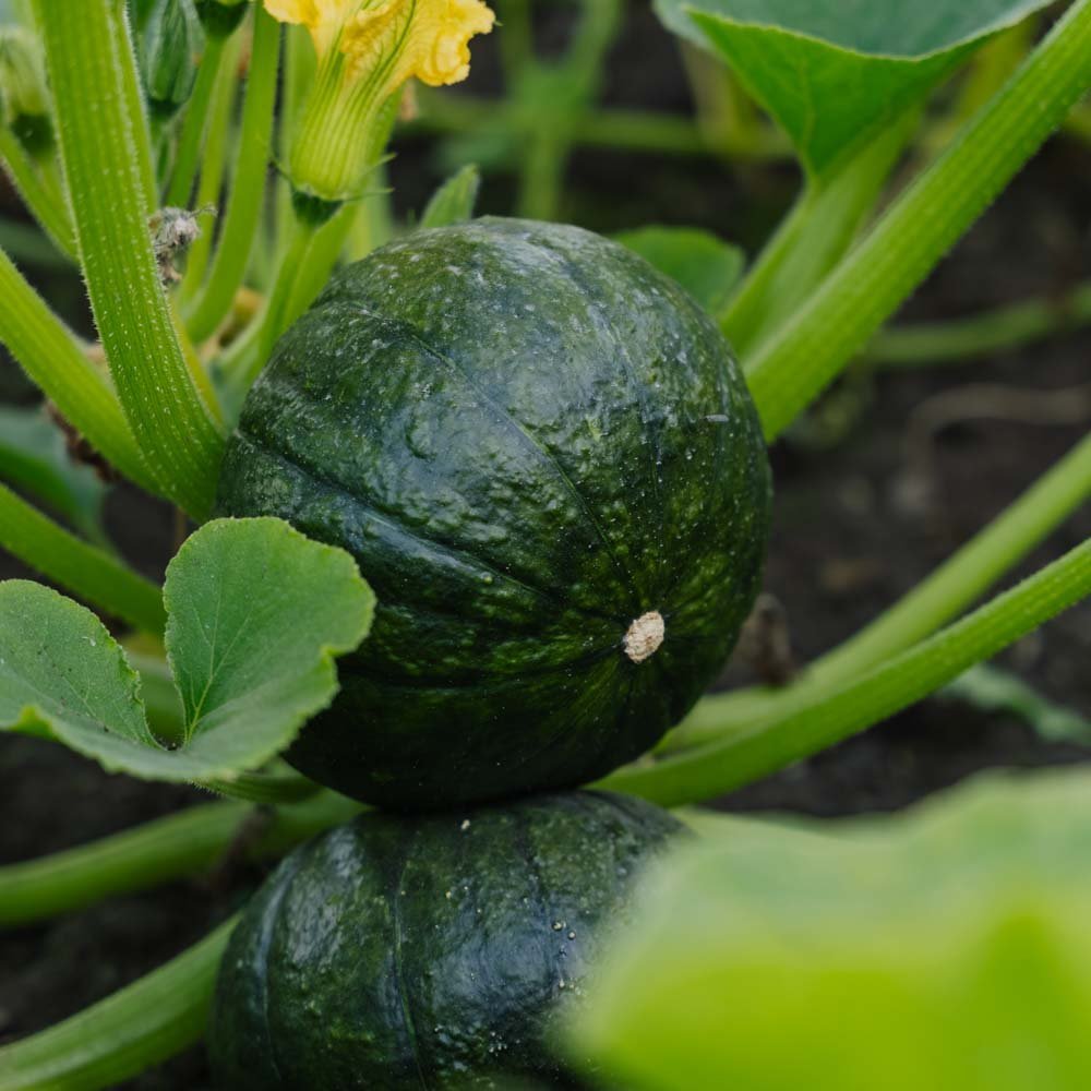 Talvikurpitsan siemenet 'Zappalito' - 4 luomusiementä