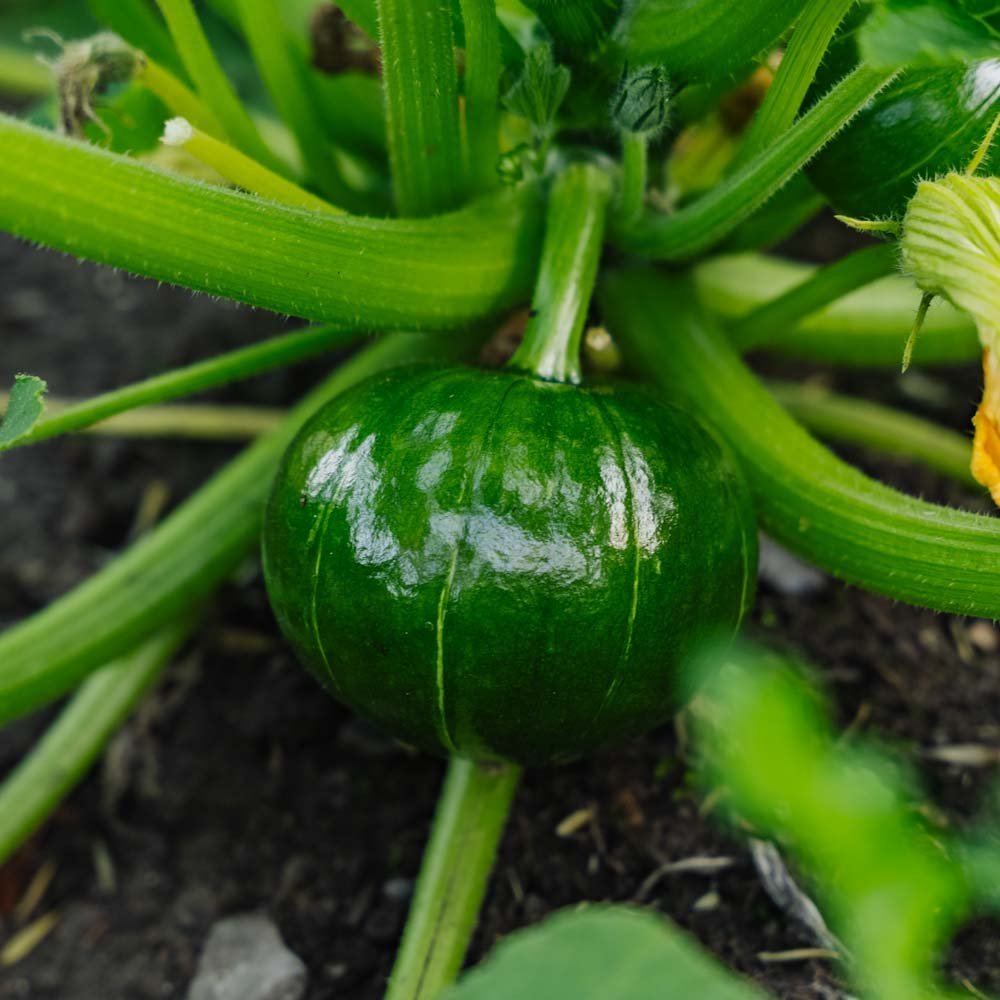 Talvikurpitsan siemenet 'Zappalito' - 4 luomusiementä