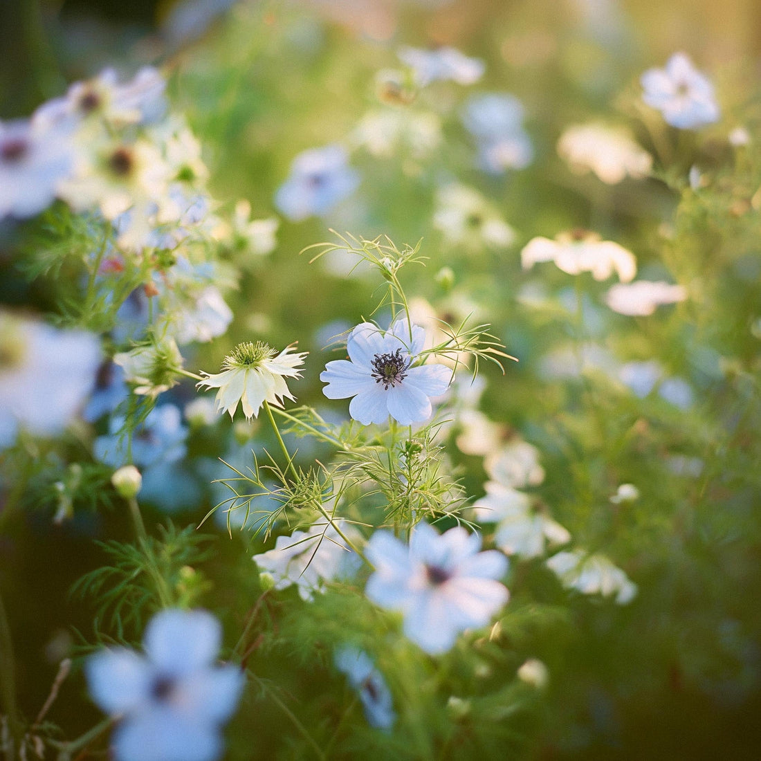 Tarhaneidon siemenet - 100 luomusiementä