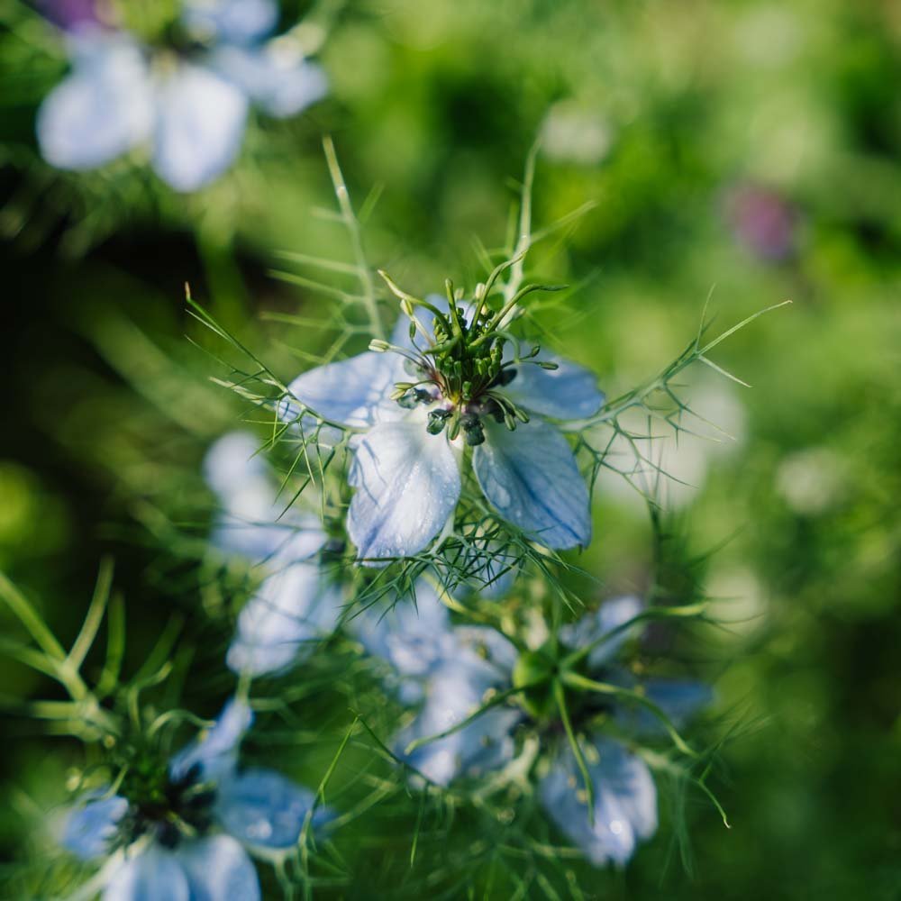Tarhaneidon siemenet - 100 luomusiementä