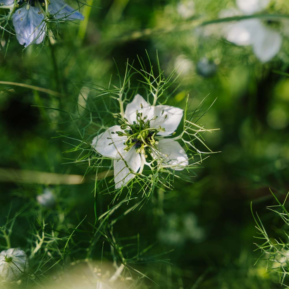 Tarhaneidon siemenet - 100 luomusiementä