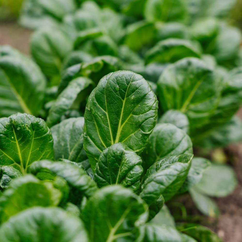 Tatsoi - kaalin siemenet - 50 luomusiementä