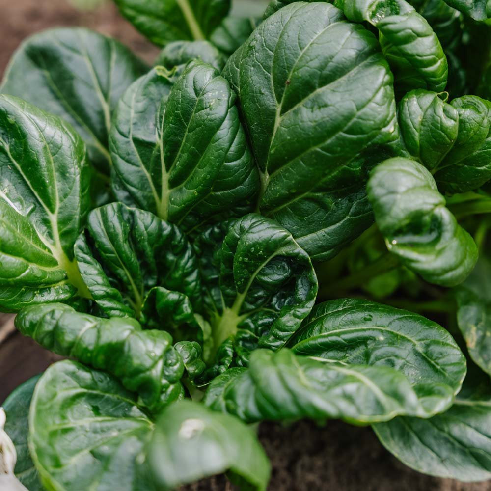 Tatsoi - kaalin siemenet - 50 luomusiementä