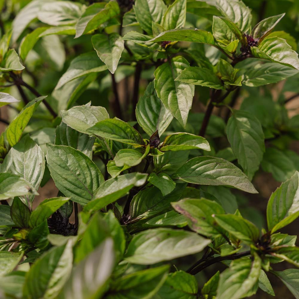 Thaimaalaiset basilikan siemenet - 50 luomusiementä