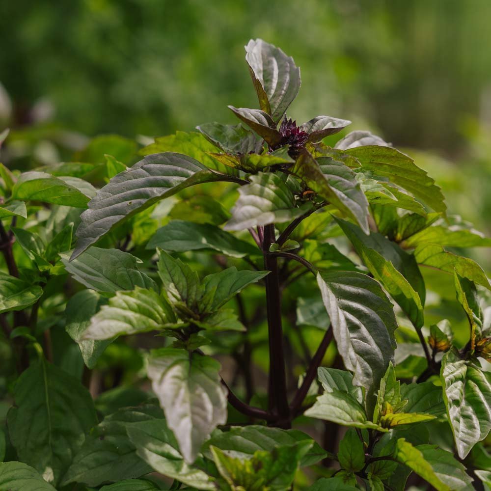 Thaimaalaiset basilikan siemenet - 50 luomusiementä