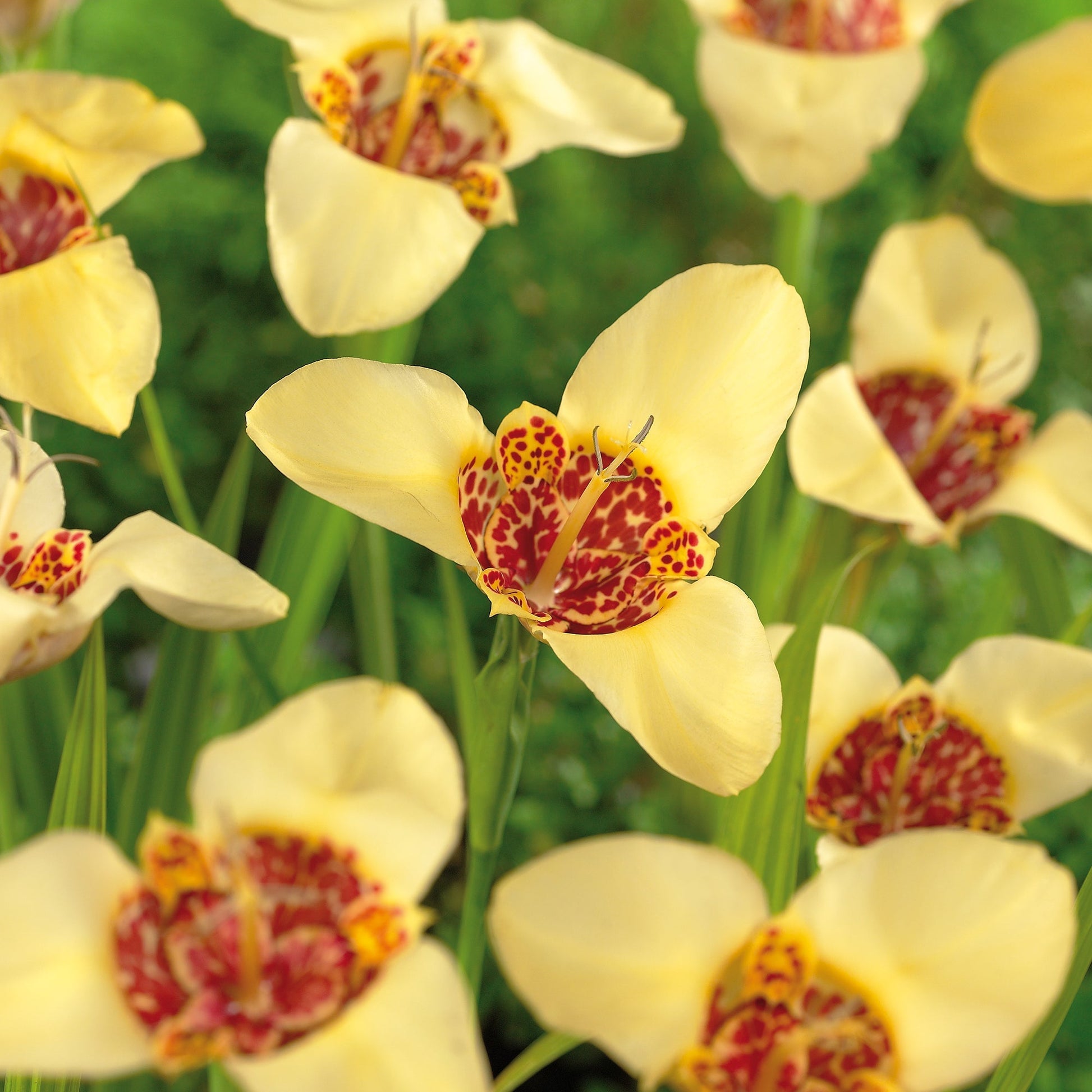 Tigridia 'Canariensis'