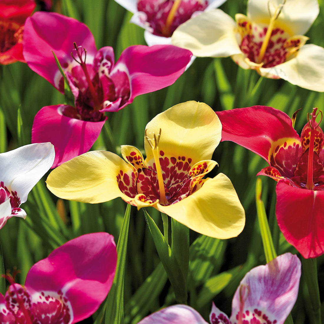 Tigridia 'Pavonia Mixed'