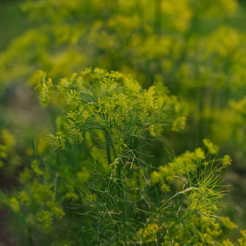 Tillin siemenet - 300 luomusiementä