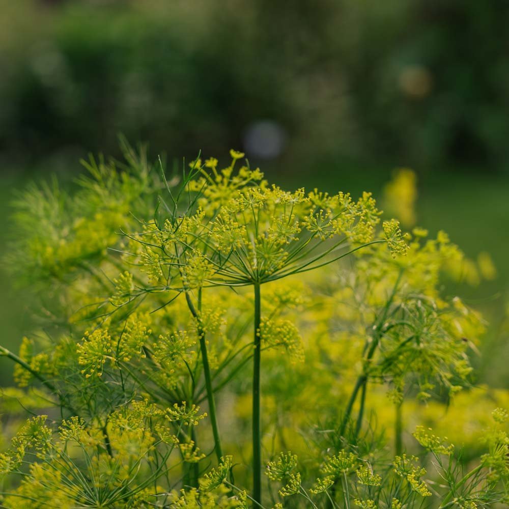Tillin siemenet - 300 luomusiementä