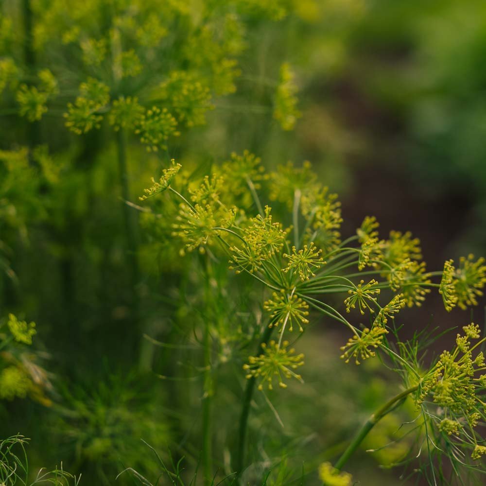 Tillin siemenet - 300 luomusiementä