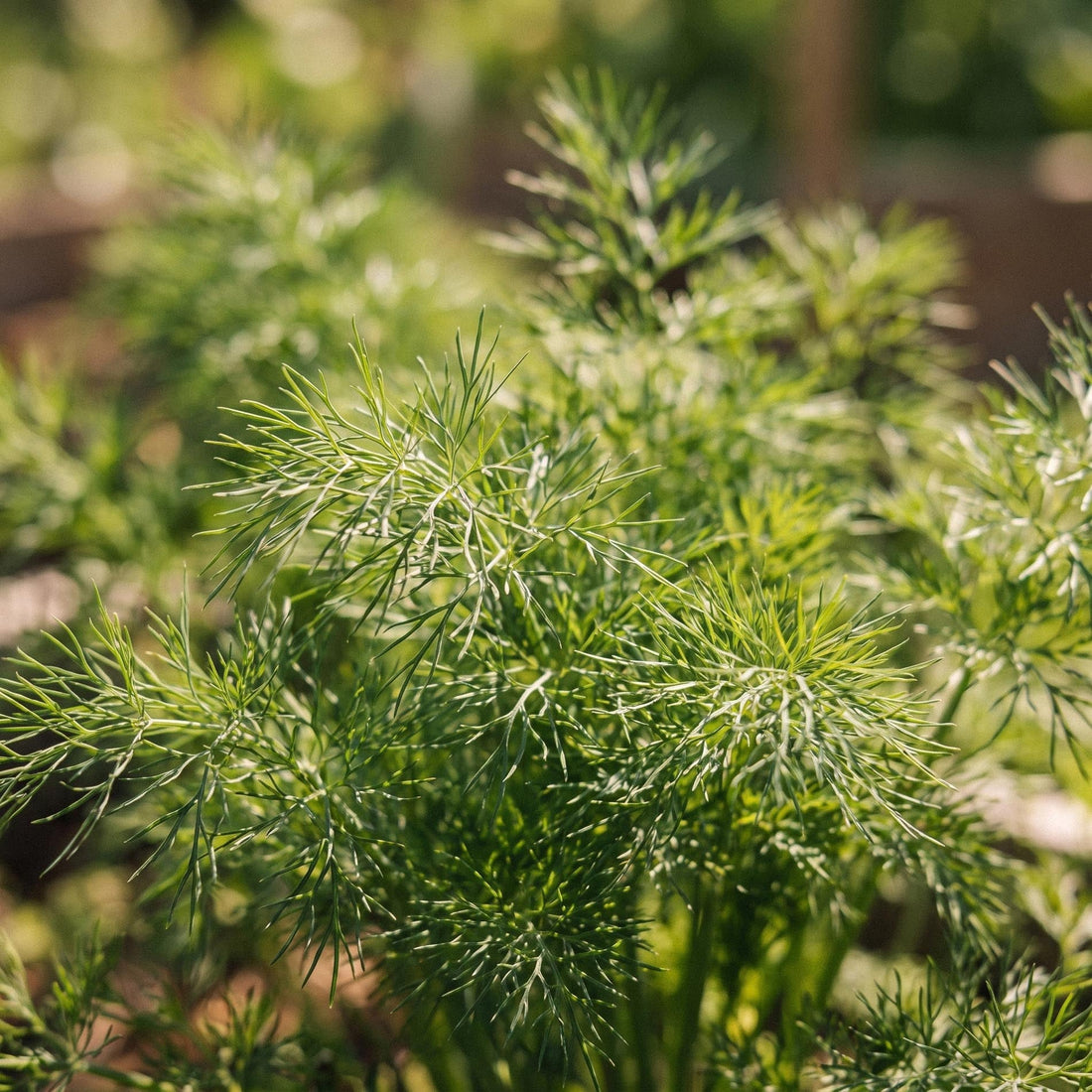Tillin siemenet 'Tetra dill' - 300 luonnonmukaista siementä