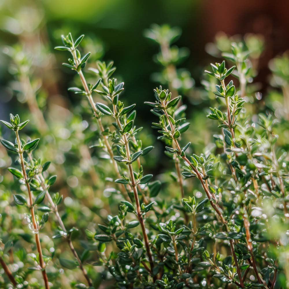 Timjamin siemenet 'German Winter' - 300 luomusiementä