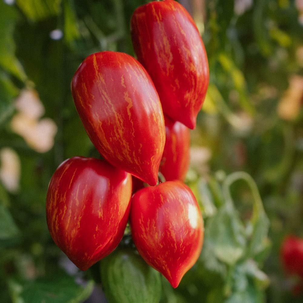 Tomaatin siemenet 'Marmorossa' - 10 luomusiementä