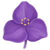 Tradescantia juurakot / Venhojuorut