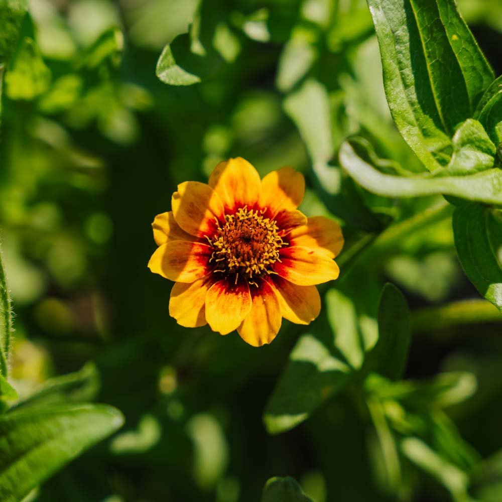 Tsinnian siemenet - 50 luomusiementä