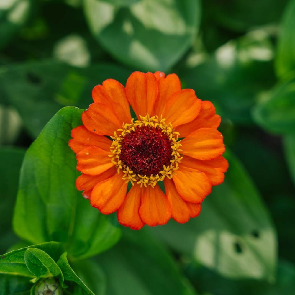 Tsinnian siemenet 'Summer in Orange' - 50 luomusiementä