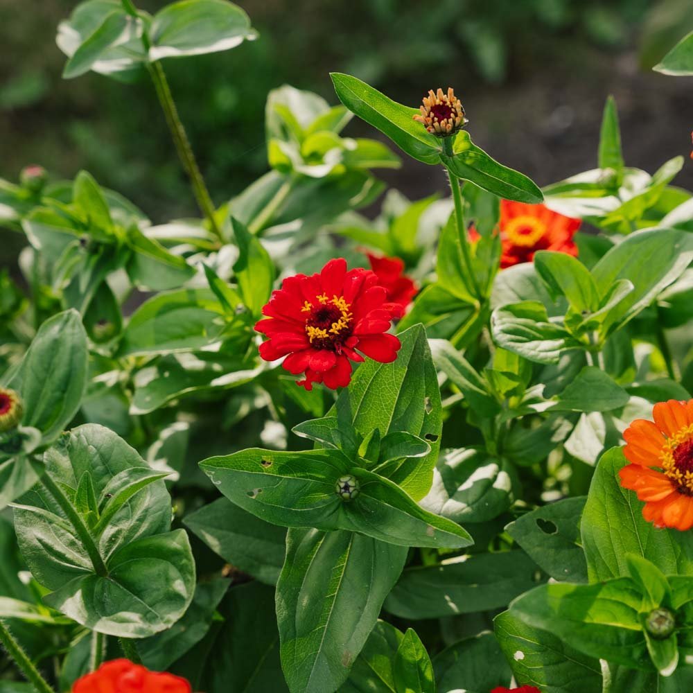 Tsinnian siemenet 'Summer in Orange' - 50 luomusiementä
